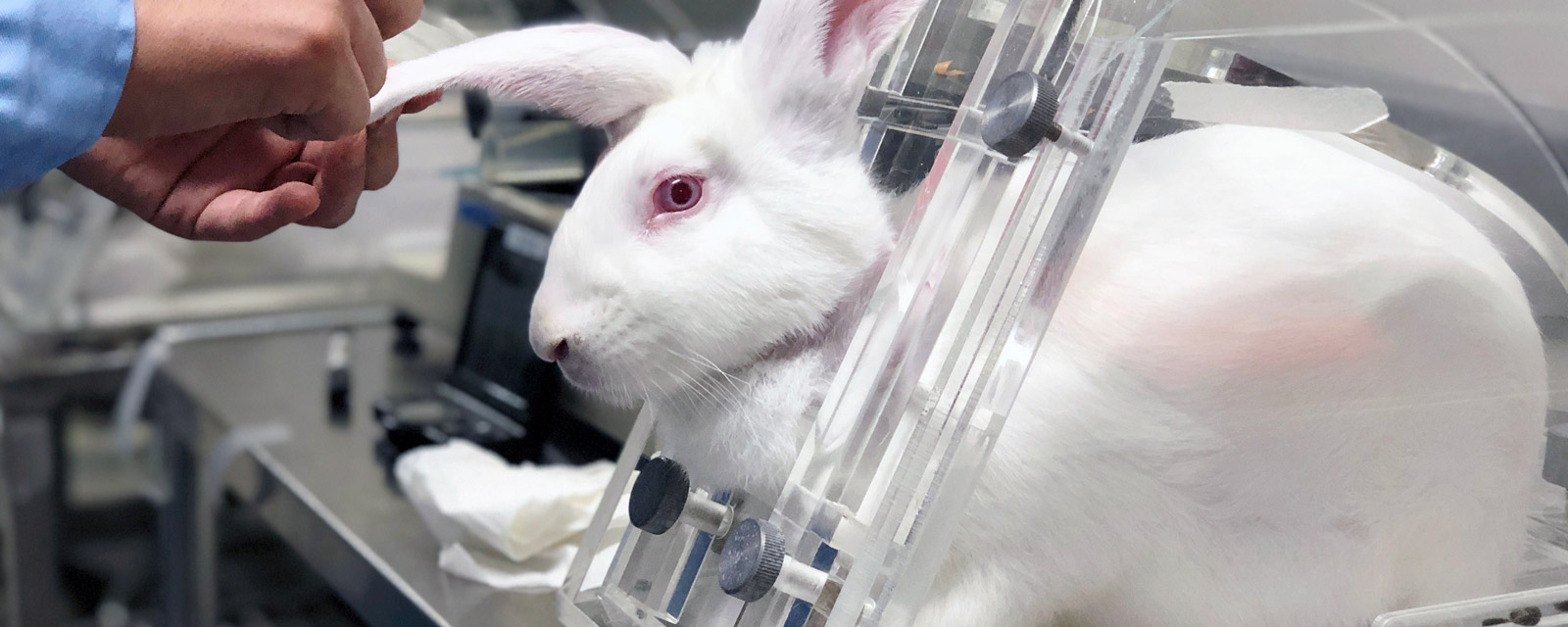 Animal testing on a rabbit.