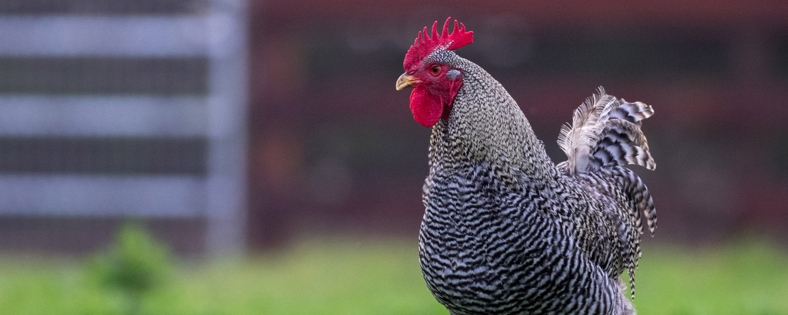 Chicken at Sweet Farm, a farm animal sanctuary in Half Moon Bay, California.