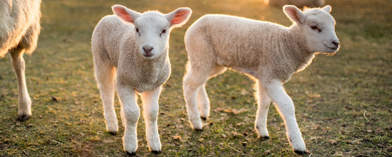 two lambs in a sunny pasture