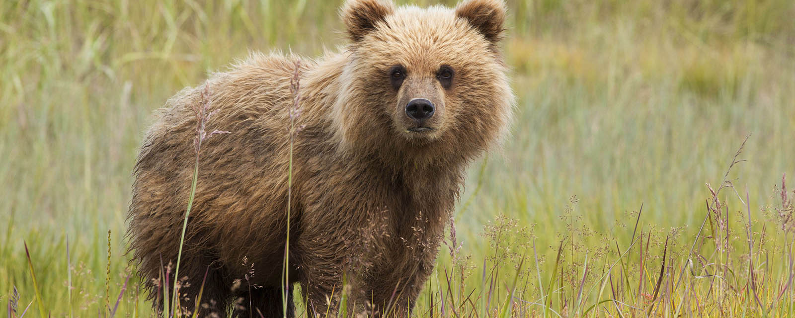 brown bear cub in a prairie looking at the camera