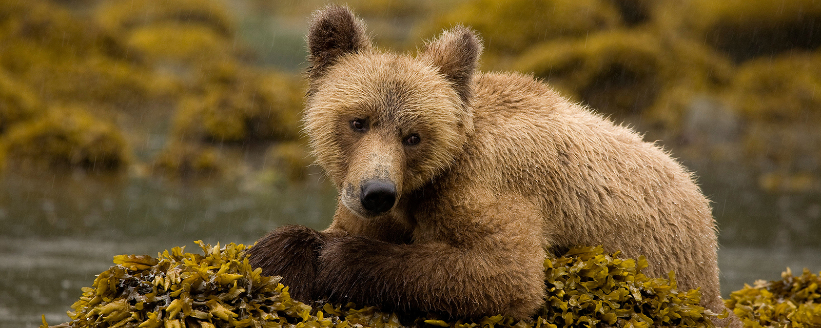 young grizzly bear sitting on a mossy rock