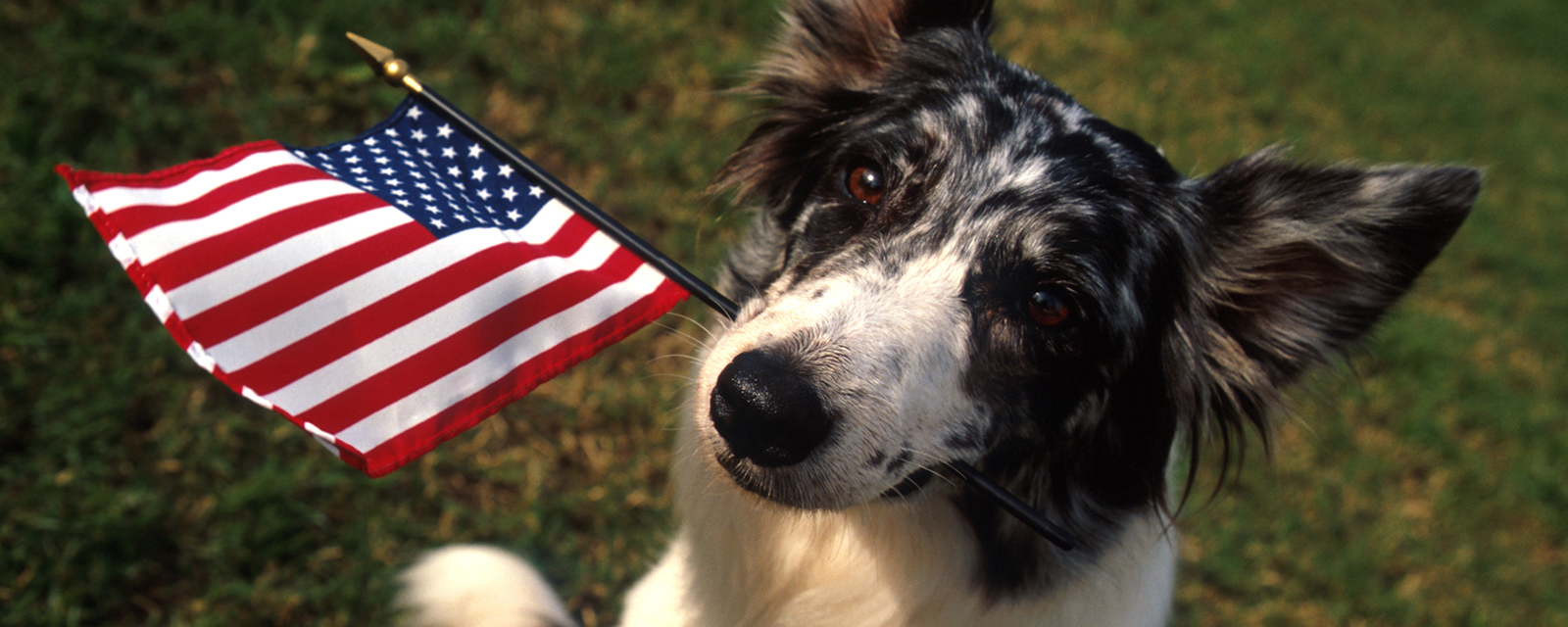 Bordercollie dog holding an American flag in its mouth