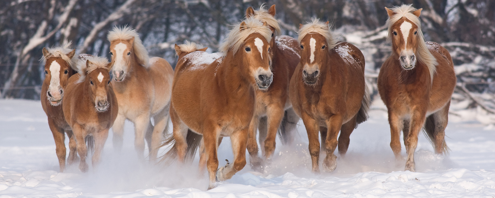 horses running through the snow