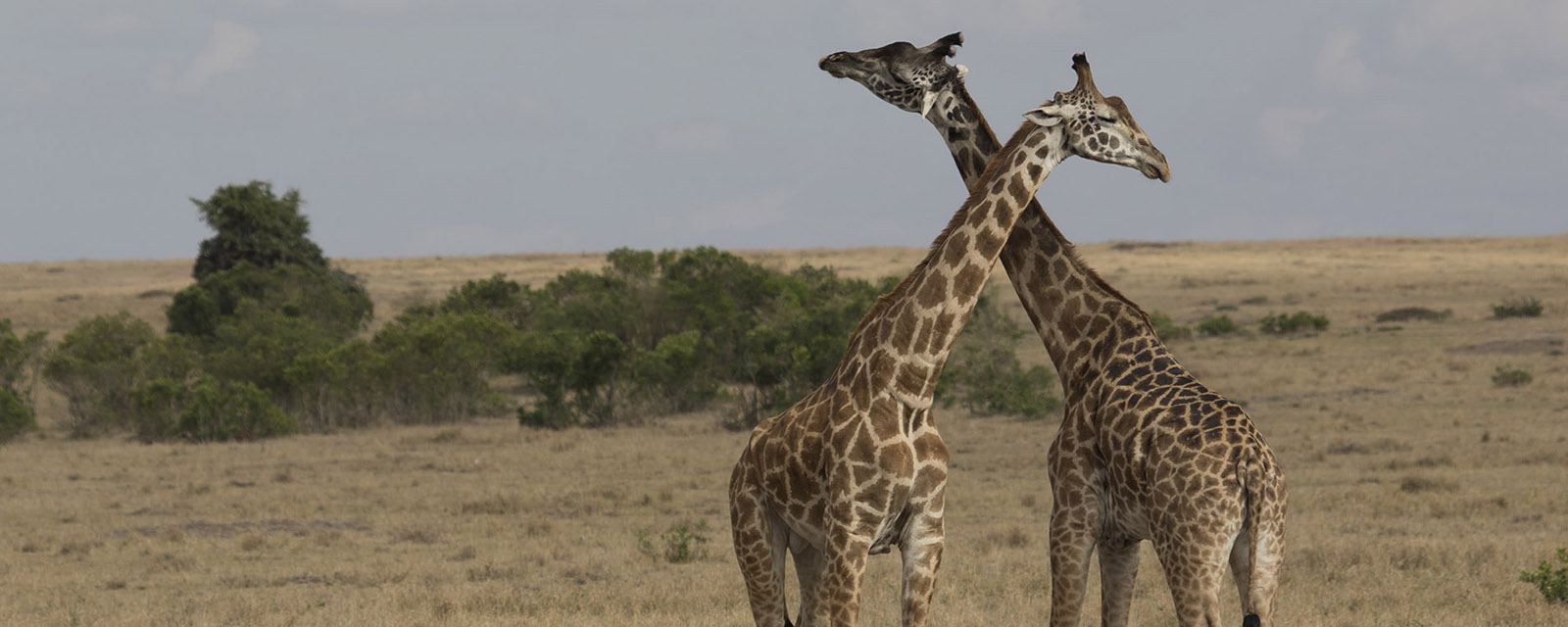 two giraffes crossing necks in a savannah