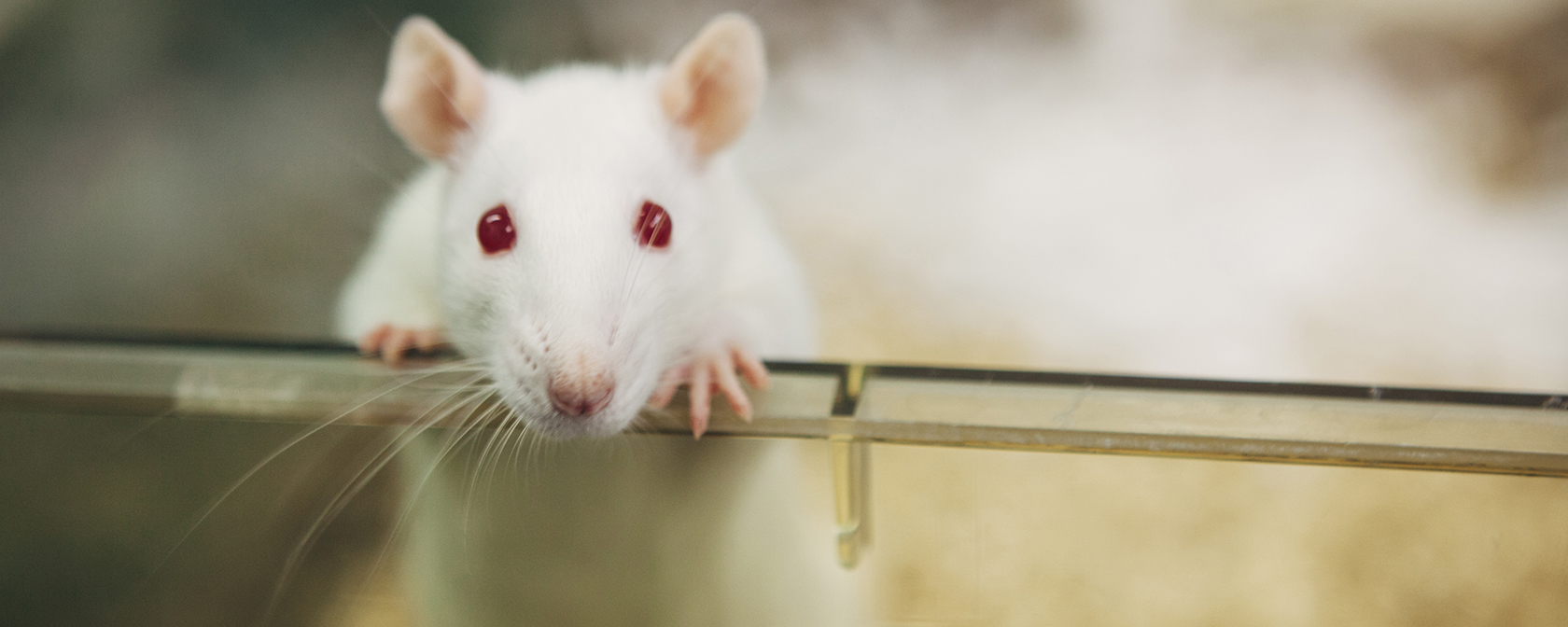 It's time to move past the cruel, inhumane practice of testing cosmetics on  animals | HSLF