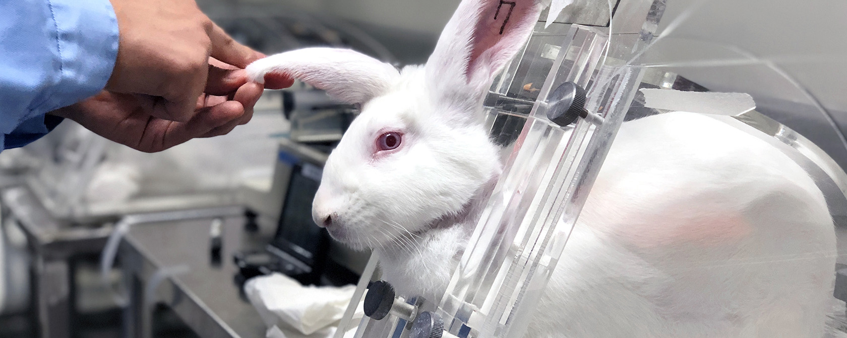 Major progress for animals in laboratories in 2021 signals a more humane  future | HSLF