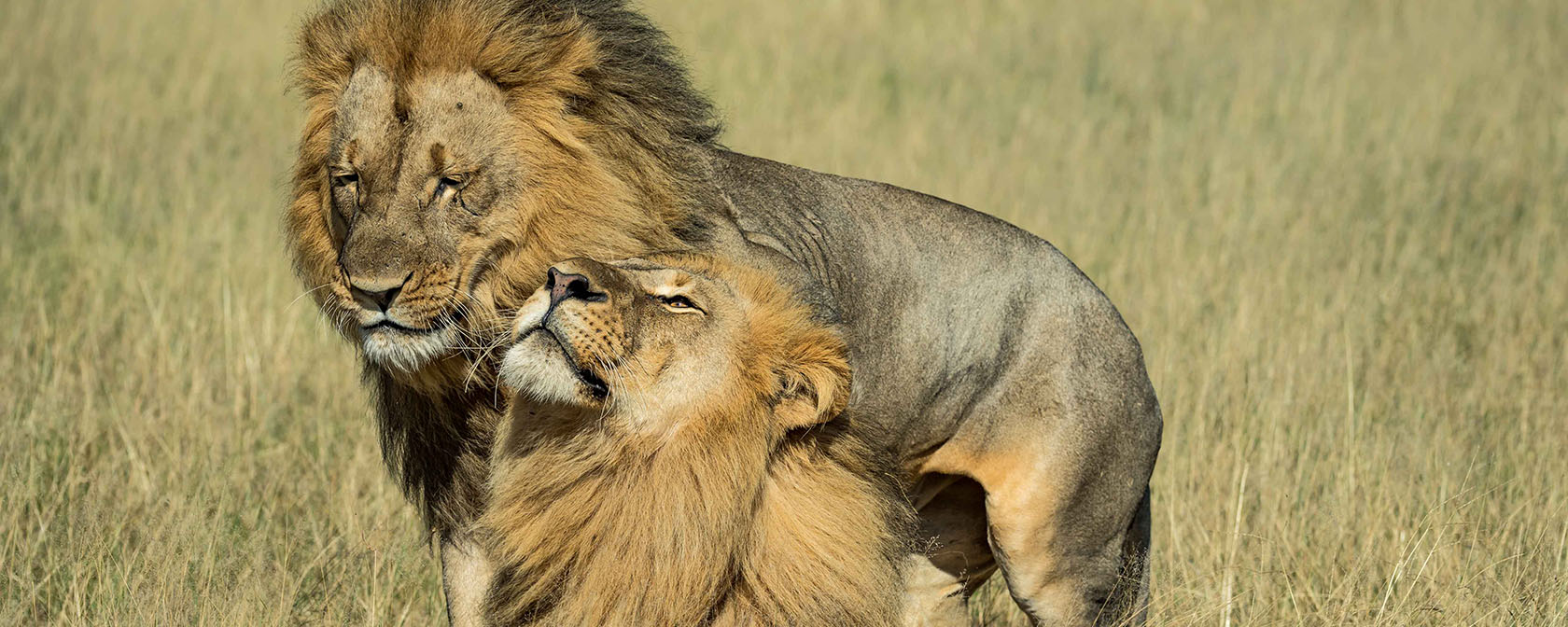 Saving Cecil's descendants from trophy hunting | HSLF