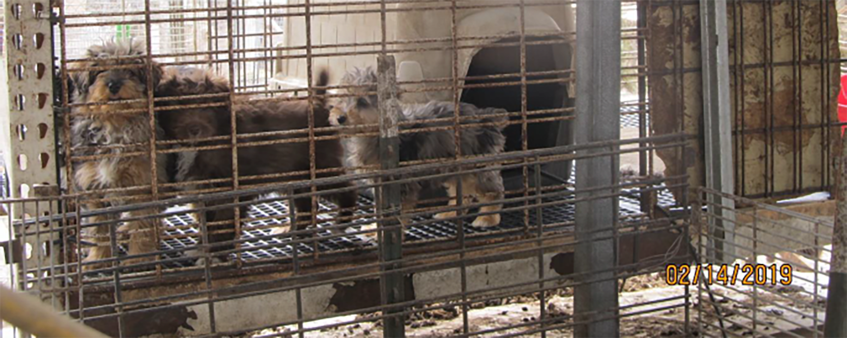 Revealed 100 reprehensible U.S. puppy mills in Horrible Hundred report