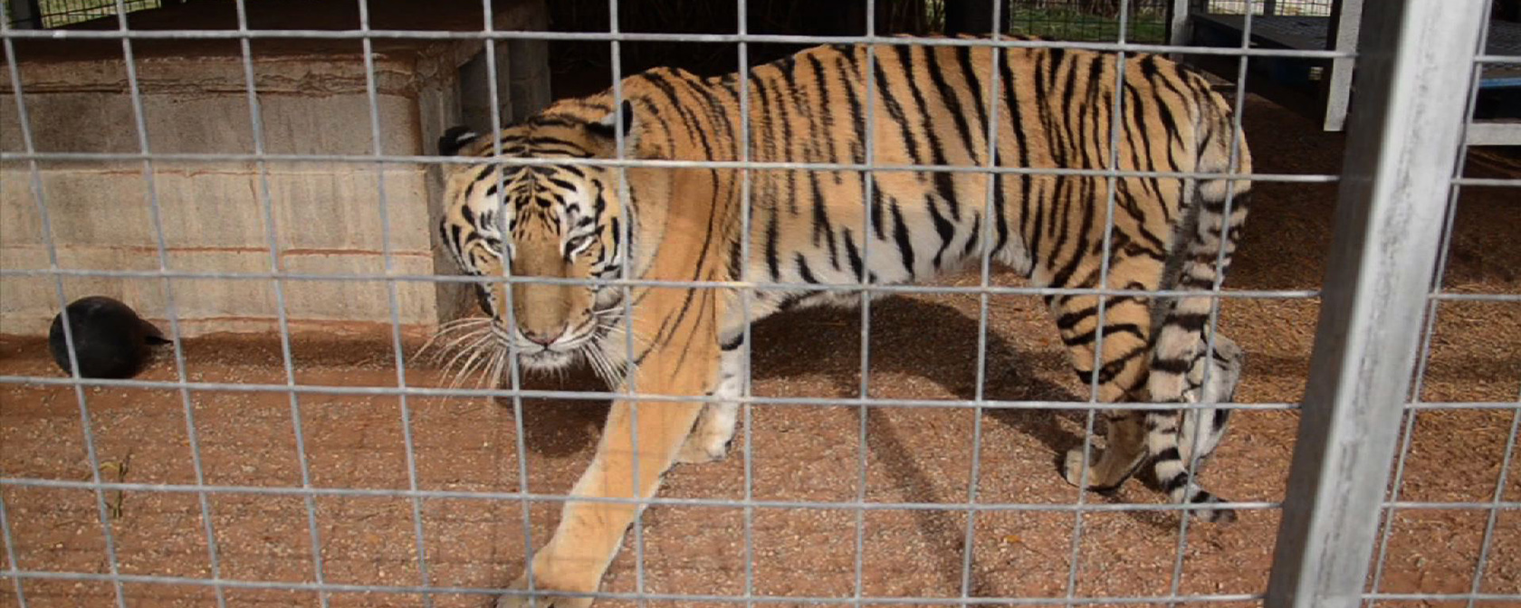 USDA suspends license of roadside zoo where Joe Exotic abused tigers | HSLF