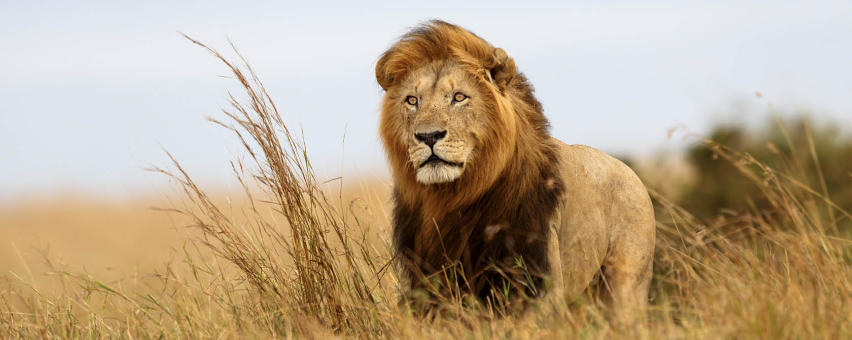 Has trophy hunting changed since the death of Cecil the lion? | HSLF