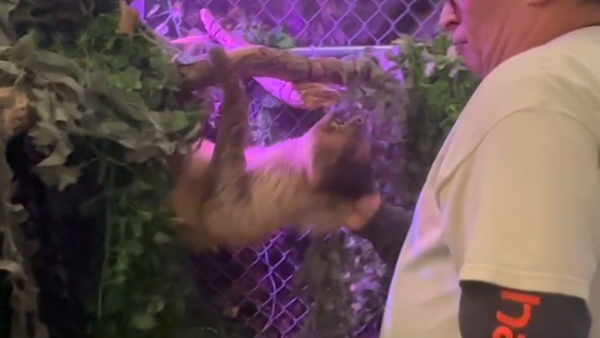 sloth being pulled off a cage by a man