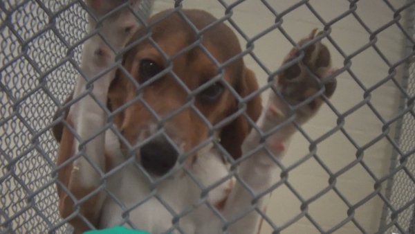 beagle in cage being used for testing