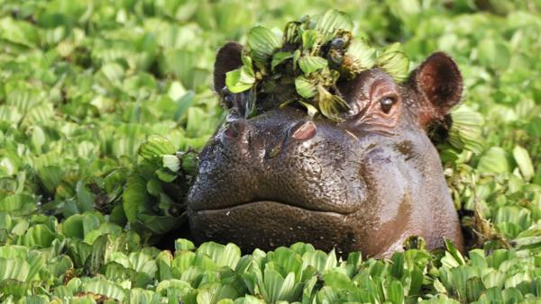 hippo poking head out of water covered in plants