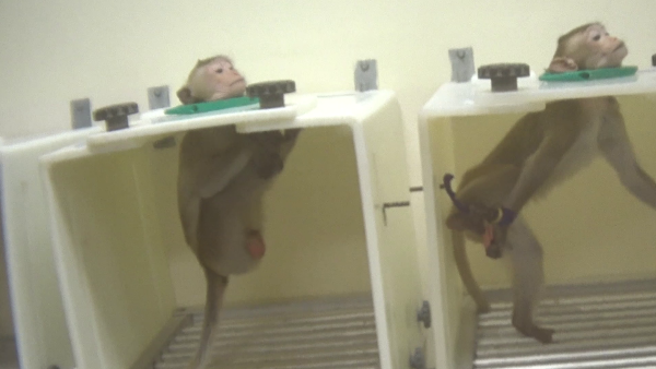 monkeys being held in restraints while being used for drug testing