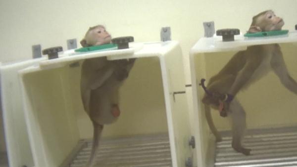 monkeys used in experiments are restrained