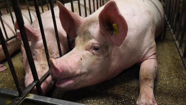 Pigs in gestation crates on a factory farm.
