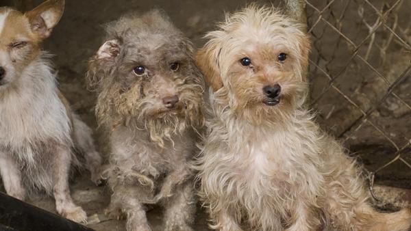 a group of dogs at a puppy mill