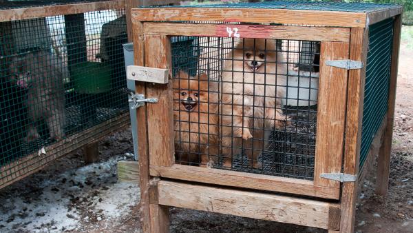 two pomeranians in a cage at a puppy mill