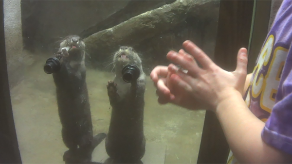 two otters trying to poke their paws through an opening to get food