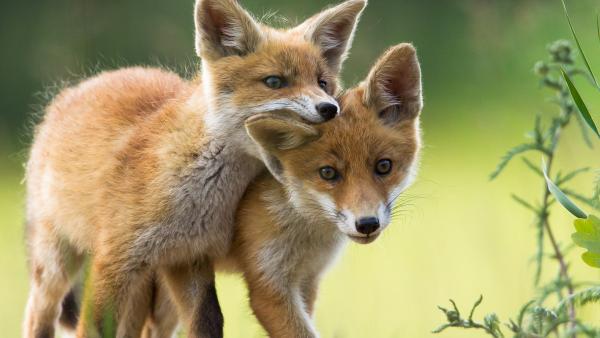 two red fox kits playing