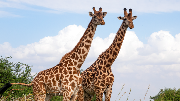 two giraffes looking at the camera