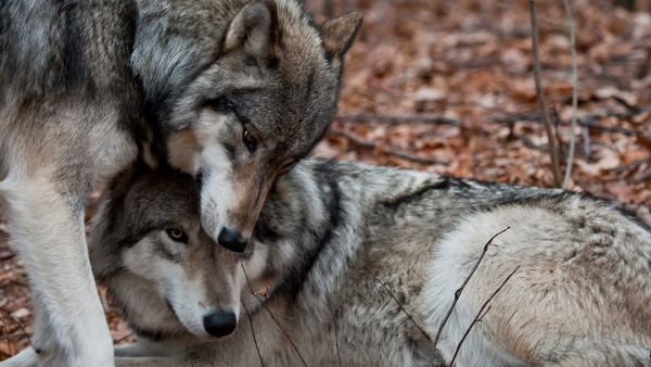 two wolves snuggling