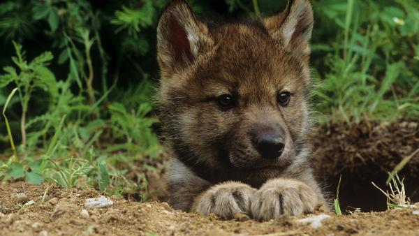 wolf pup popping its head out of its den