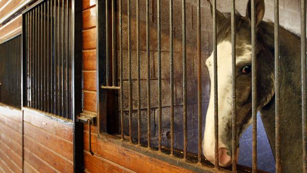 Humane Groups Celebrate House Vote to End the Cruelty of Horse Soring 