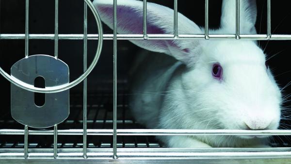 White rabbits in laboratory for drug developments