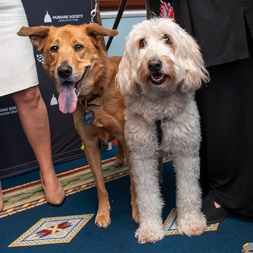 a brown and a white dog standing next to each other looking at the camera