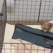 sick brown and white puppy laying in a pen in a bathroom