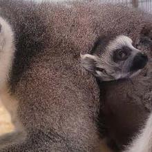 A ring tailed lemur with her baby.