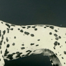 black and white photo of a dalmatian