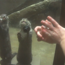 two otters trying to poke their paws through an opening to get food