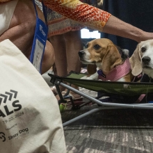 An attendee at TAFA pets two rescue beagles who are lying on the floor
