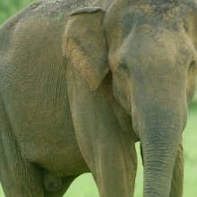 Asian elephant in the grass looking at the camera