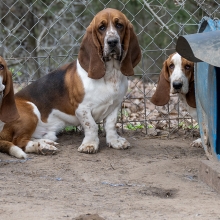 three basset hounds rescued from a puppy mill