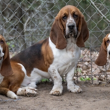 three basset hounds rescued from a puppy mill