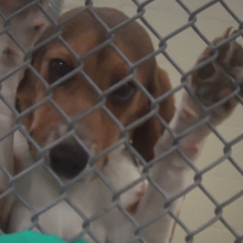 Beagle in kennel at lab