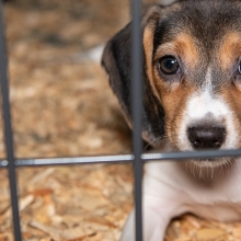 Beagle puppy looks at camera while sitting in a cage