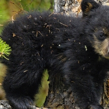 black bear cub in a tree looking at the camera