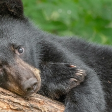 young black bear in a tree