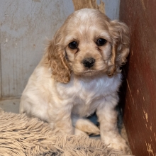 small blond puppy sitting in a corner