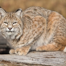 bobcat crouching on a rock