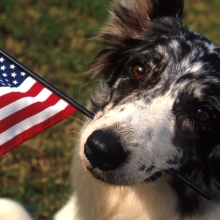 Bordercollie dog holding an American flag in its mouth