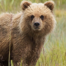brown bear cub in a prairie looking at the camera