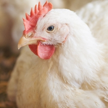 white hen sitting down