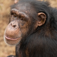 chimp looking over its back