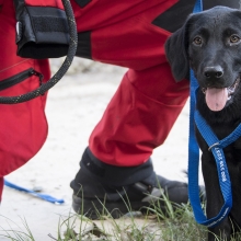 black lab with blue collar being rescued