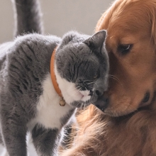 gray cat and red dog snuggling